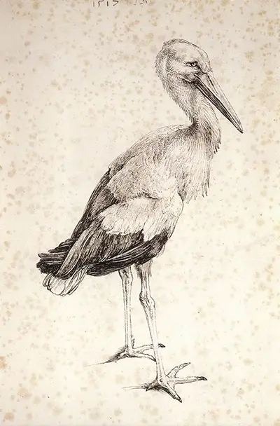 The Stork Albrecht Durer